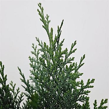 Chamaecyparis l. 'Columnaris'