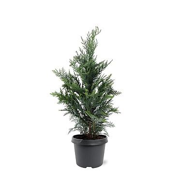 Chamaecyparis l. 'Columnaris'