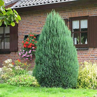 Chamaecyparis l. 'Columnaris'