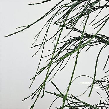 Chamaecyparis l. 'Drooping Solo'