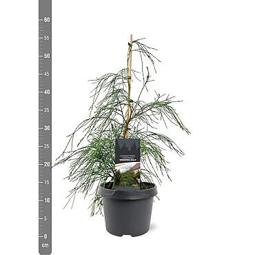 Chamaecyparis l. 'Drooping Solo'