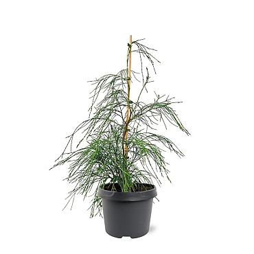 Chamaecyparis l. 'Drooping Solo'