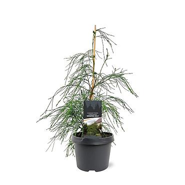 Chamaecyparis l. 'Drooping Solo'