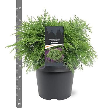 Chamaecyparis l. 'Globosa'