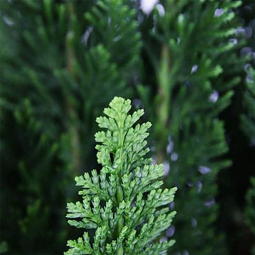 Chamaecyparis l. 'Little Spire'