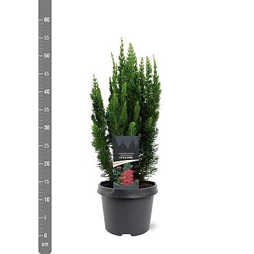 Chamaecyparis l. 'Little Spire'