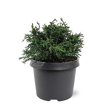 Chamaecyparis l. 'Lycopodioides'