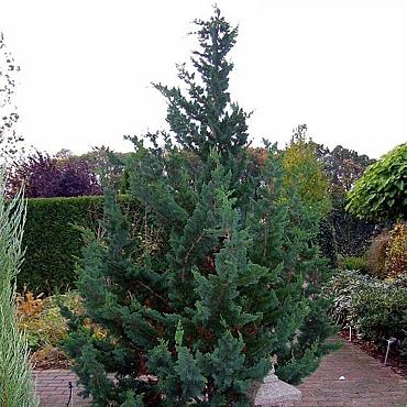 Chamaecyparis l. 'Wisselii'