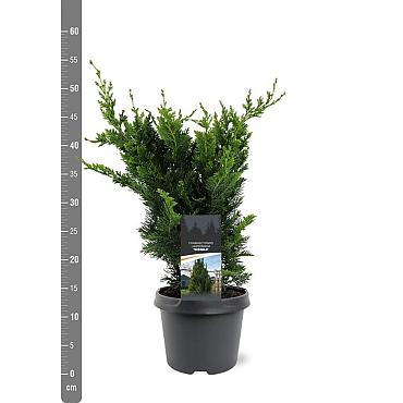 Chamaecyparis l. 'Wisselii'