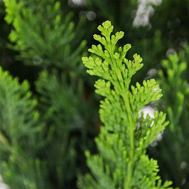 Chamaecyparis l. 'Wisselii'