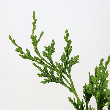 Chamaecyparis l. 'Wisselii'