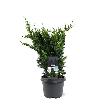 Chamaecyparis l. 'Wisselii'