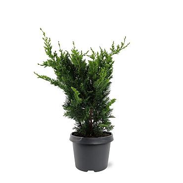 Chamaecyparis l. 'Wisselii'