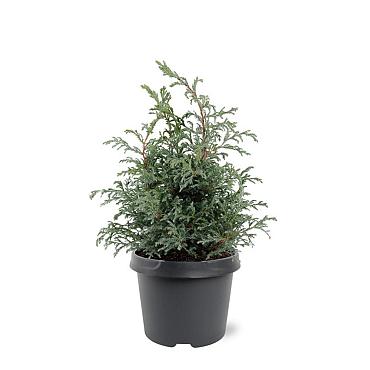 Chamaecyparis p. 'Baby Blue'