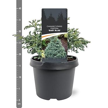 Chamaecyparis p. 'Baby Blue'