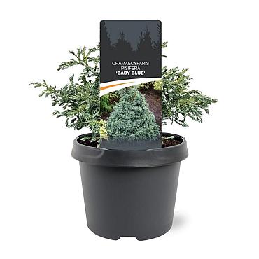 Chamaecyparis p. 'Baby Blue'