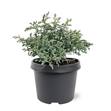 Chamaecyparis p. 'Baby Blue'