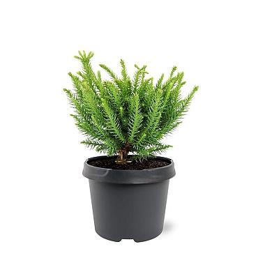 Cryptomeria ' 'Dinger'