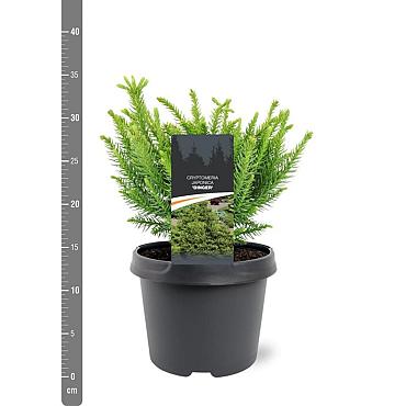 Cryptomeria ' 'Dinger'