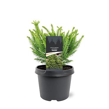 Cryptomeria ' 'Dinger'