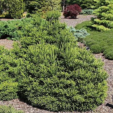 Cryptomeria ' 'Dinger'