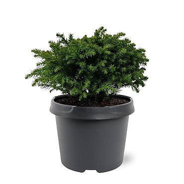 Cryptomeria j. 'Green Pearl'