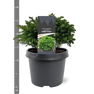 Cryptomeria j. 'Green Pearl'