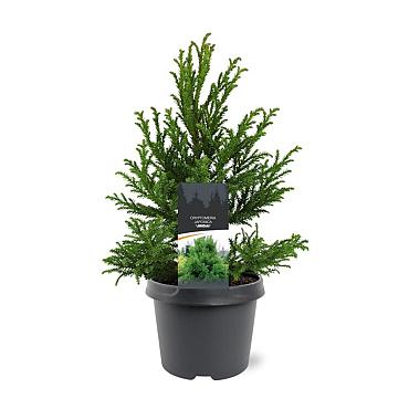 Cryptomeria j. 'Jindai'