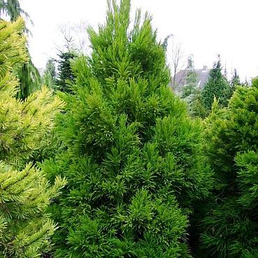Cryptomeria j. 'Jindai'