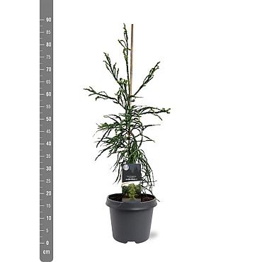Cryptomeria j. 'Kyara Gold'