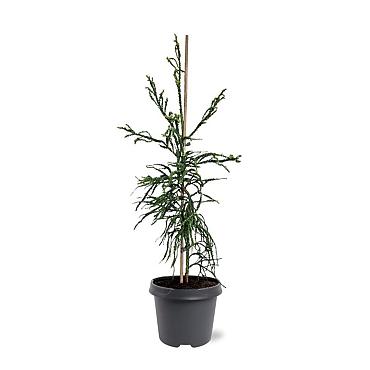 Cryptomeria j. 'Kyara Gold'