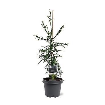 Cryptomeria j. 'Kyara Gold'