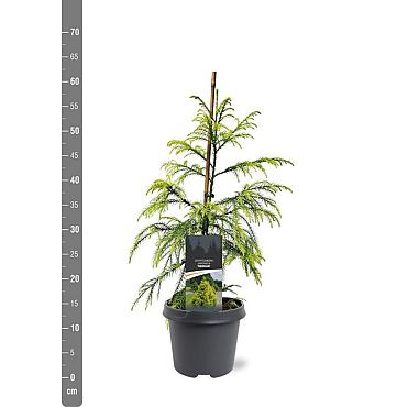 Cryptomeria j. 'Sekkan'