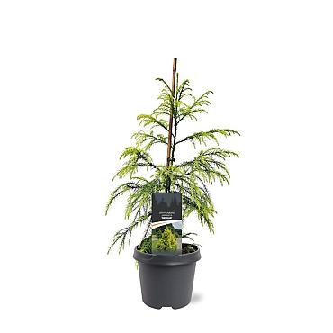 Cryptomeria j. 'Sekkan'