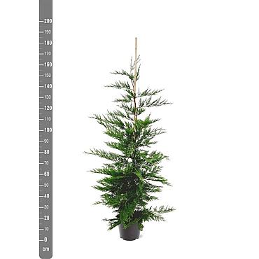 Cupressocyparis leylandii