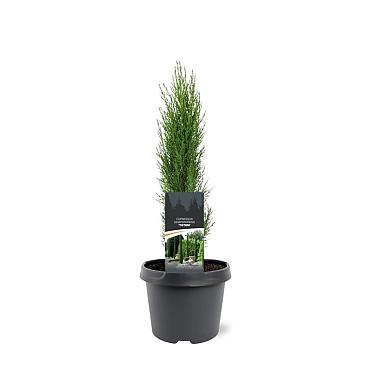 Cupressus semp. 'Totem'