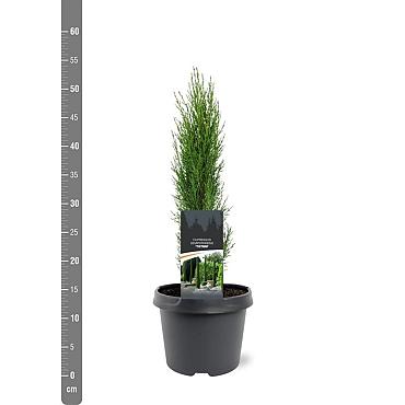 Cupressus semp. 'Totem'