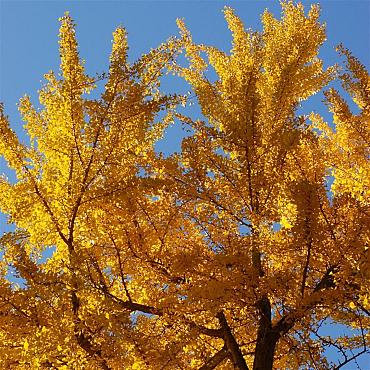 Ginkgo biloba