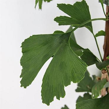 Ginkgo biloba