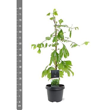 Ginkgo biloba