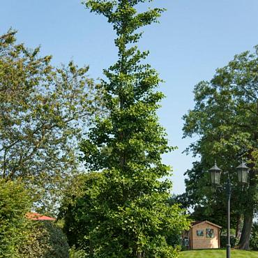 Ginkgo biloba