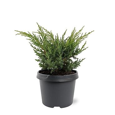 Juniperus chin. 'Blaauw'
