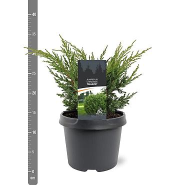 Juniperus chin. 'Blaauw'