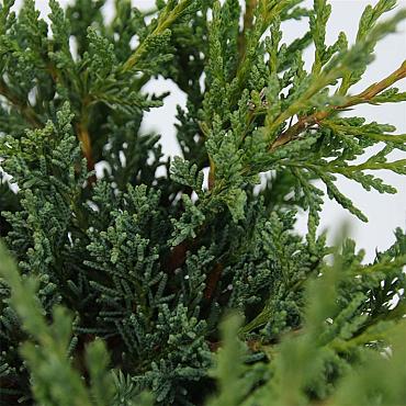 Juniperus chin. 'Blaauw'