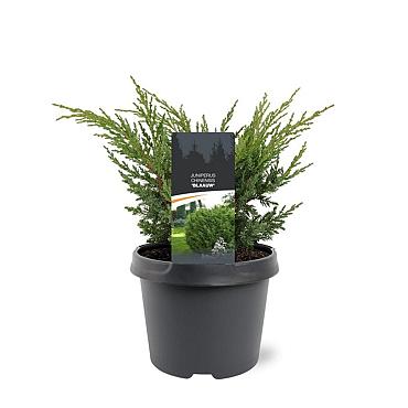 Juniperus chin. 'Blaauw'