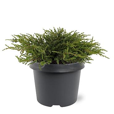 Juniperus comm. 'Repanda'