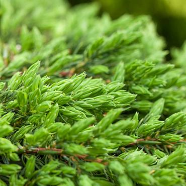 Juniperus comm. 'Repanda'