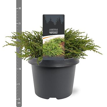 Juniperus comm. 'Repanda'