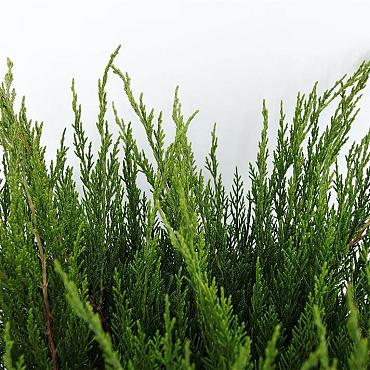 Juniperus pf. 'Mint Julep'