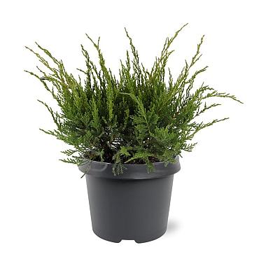 Juniperus pf. 'Mint Julep'